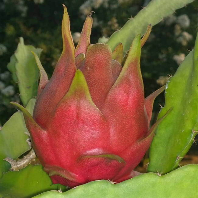 Dragon fruit Dark Star
