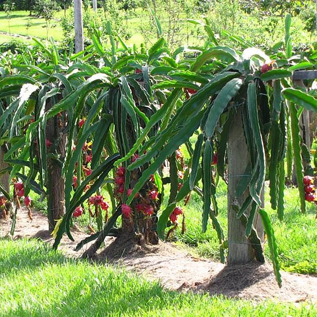 Dragon fruit Delight - Ladybird Nursery
