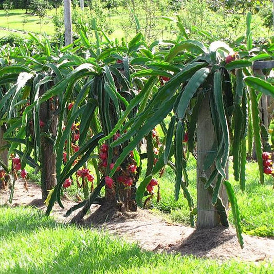 Dragon fruit Delight