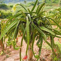 Dragon fruit Jade red