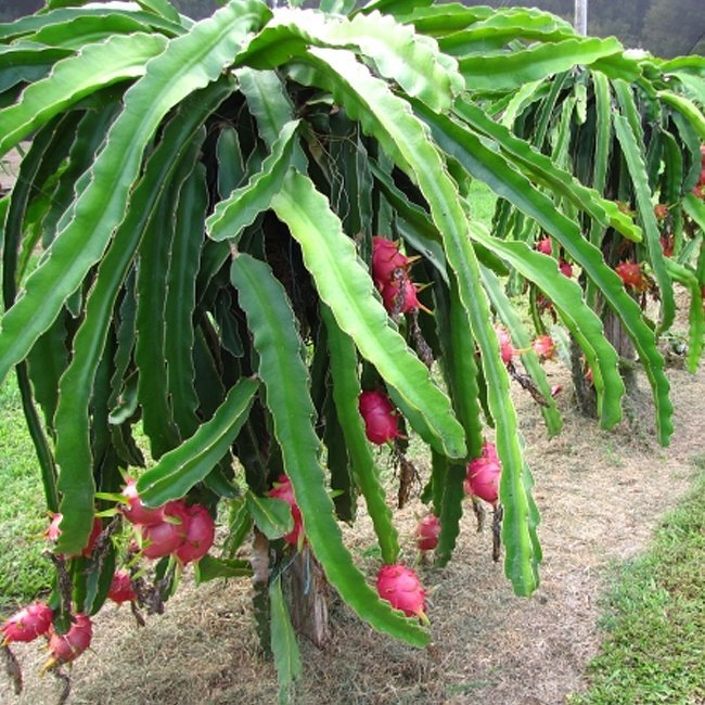 Dragon fruit Lucille Lemonade - Ladybird Nursery