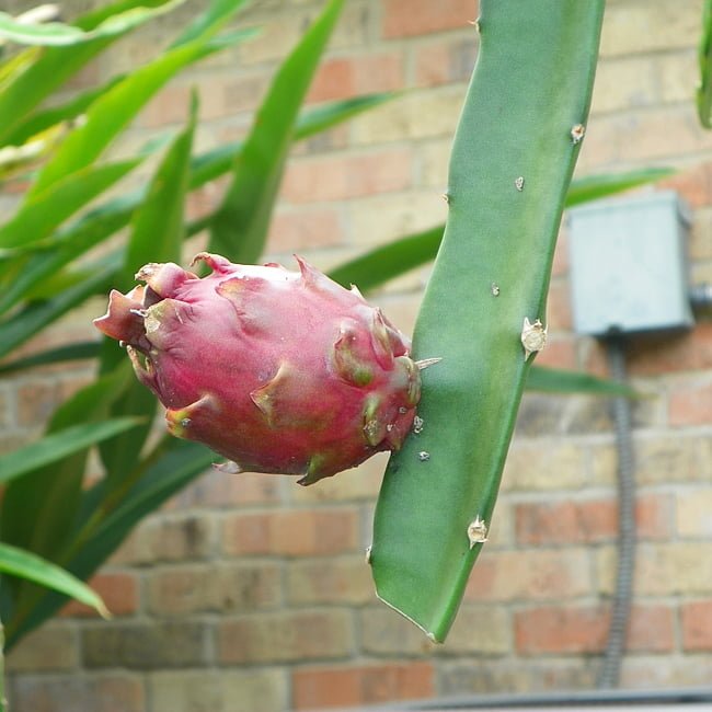 Dragon fruit Neon - Ladybird Nursery