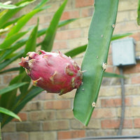 Dragon fruit Neon - Ladybird Nursery