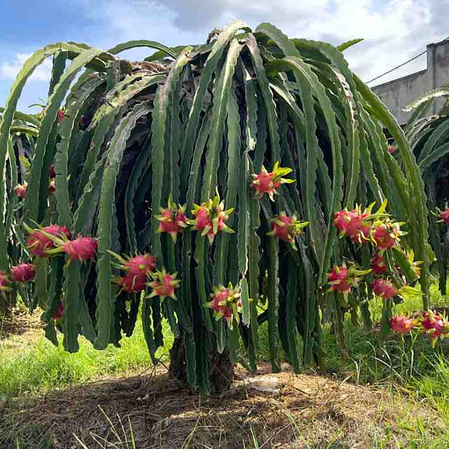 Dragon fruit Pink Champagne