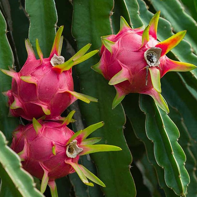 Dragon fruit Pink Champagne