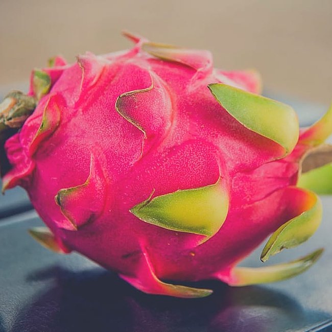 Dragon fruit Pink Champagne - Ladybird Nursery
