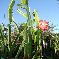 Dragon fruit Pink panther