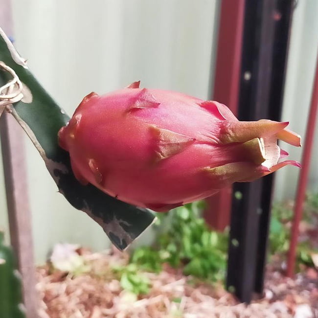 Dragon fruit Pink panther