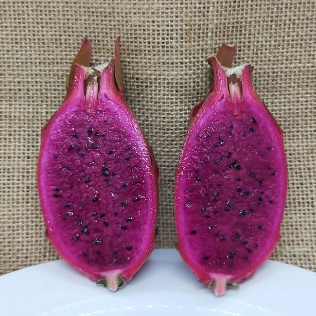 Dragon fruit Pink panther - Ladybird Nursery