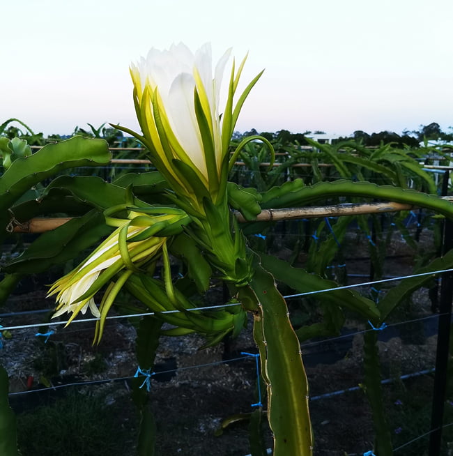 Dragonfruit 'Scotts Purple'