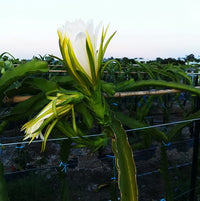 Dragonfruit 'Scotts Purple'