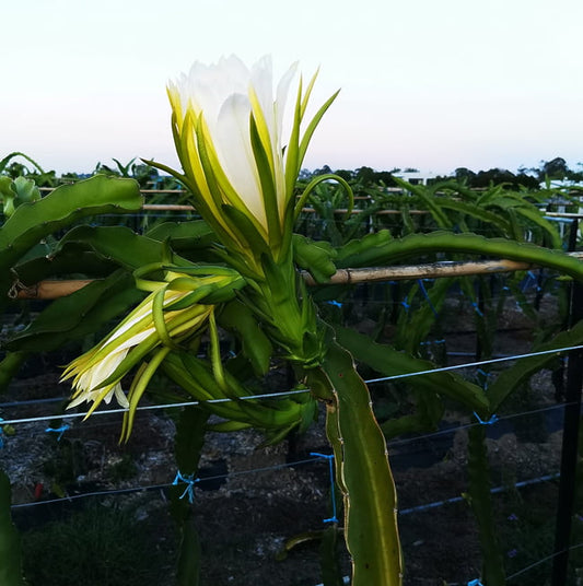 Dragonfruit 'Scotts Purple'