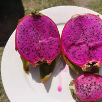 Dragonfruit 'Scotts Purple'