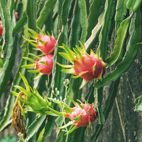 Dragon fruit Thi