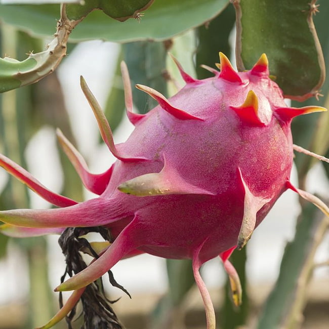 Dragon fruit Thi