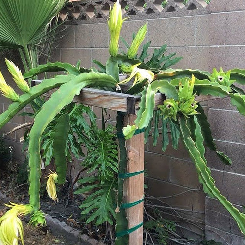 Dragon fruit Townsend Pink - Ladybird Nursery