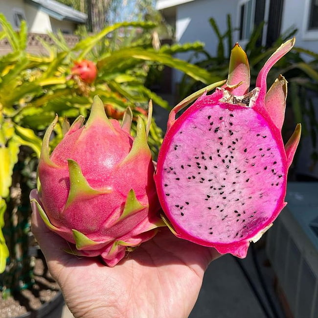Dragon fruit Townsend Pink