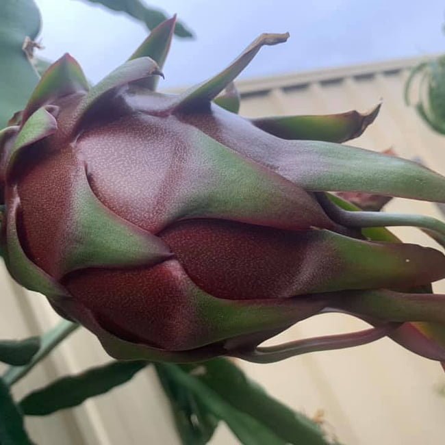 Dragon fruit Trish - Ladybird Nursery