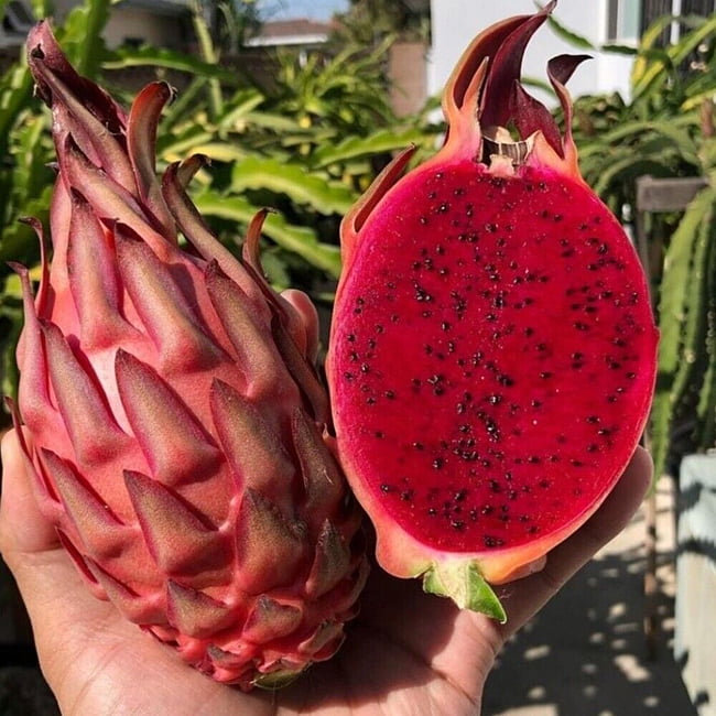 Dragon fruit Trish