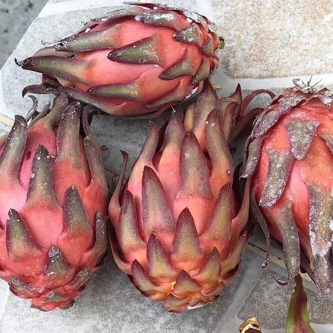 Dragon fruit Trish