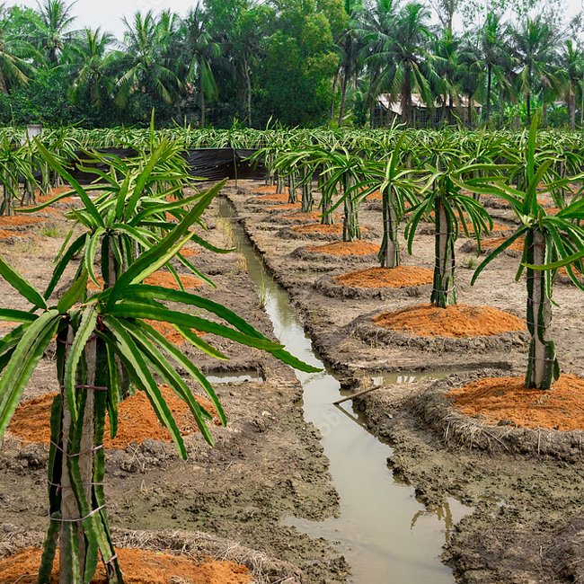 Dragon fruit White Commercial