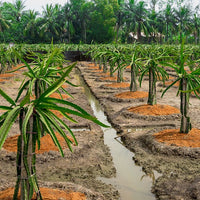 Dragon fruit White Commercial