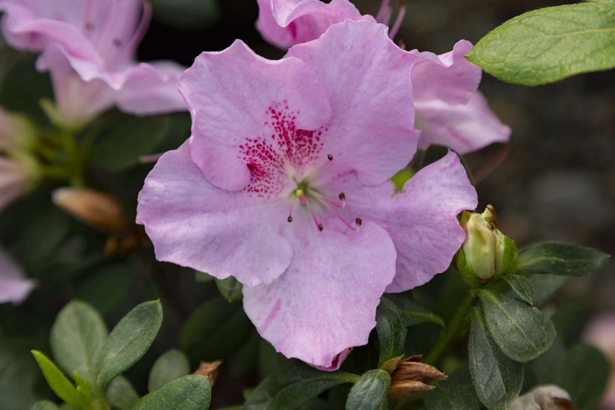 Azalea indica Pink Dream - Ladybird Nursery