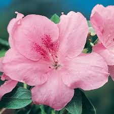 Azalea indica Pink Dream
