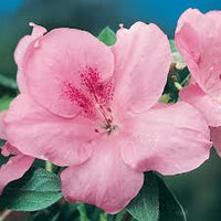 Azalea indica Pink Dream - Ladybird Nursery