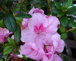 Azalea indica Pink Dream