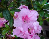 Azalea indica Pink Dream