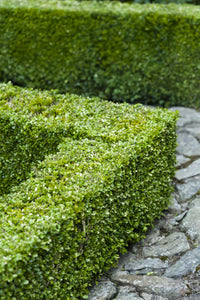 Japanese Box (Buxus microphylla)