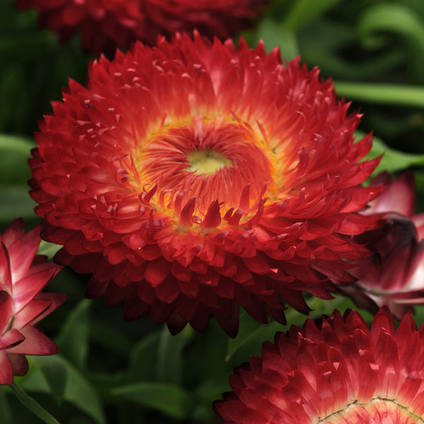 Paper Daisy Dreamtime Jumbo Red Ember (Bracteantha)