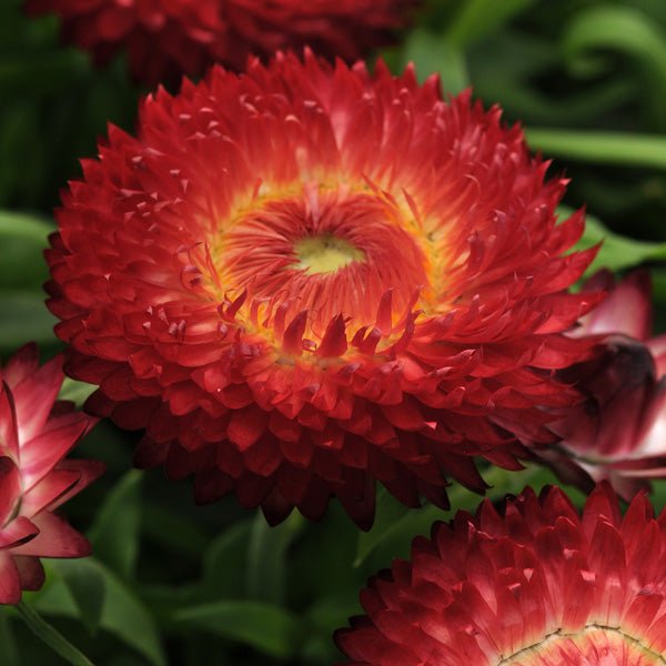 Paper Daisy Dreamtime Jumbo Red Ember (Bracteantha) - Ladybird Nursery