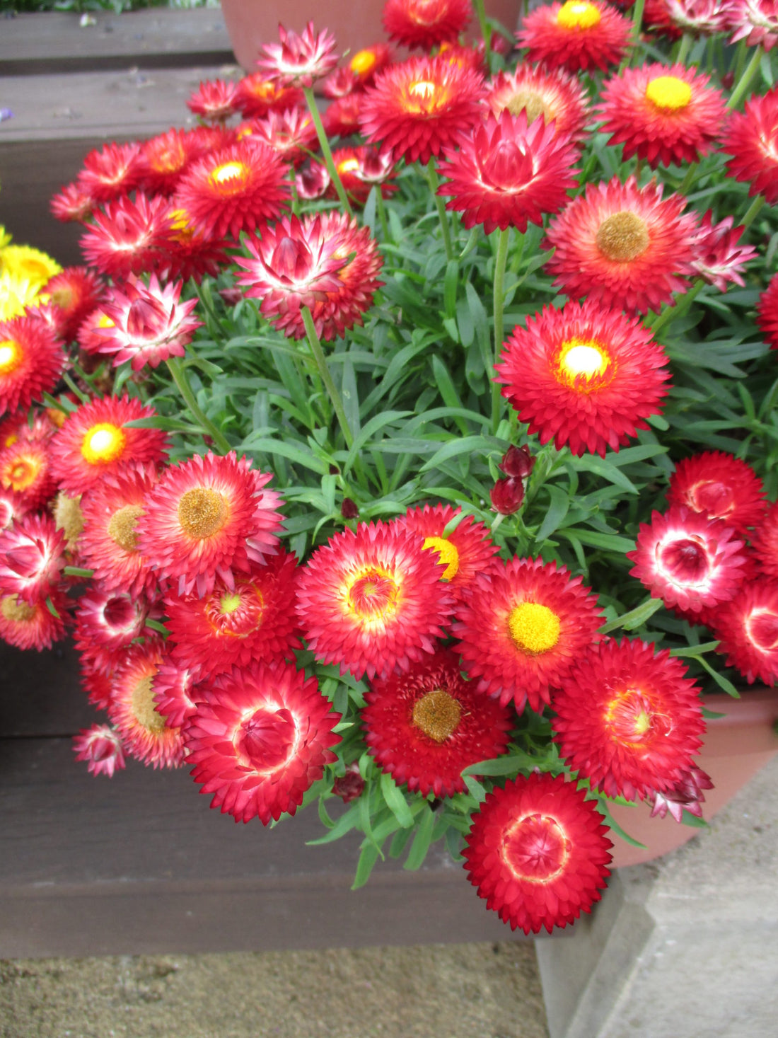 Paper Daisy Dreamtime Jumbo Red Ember (Bracteantha) - Ladybird Nursery