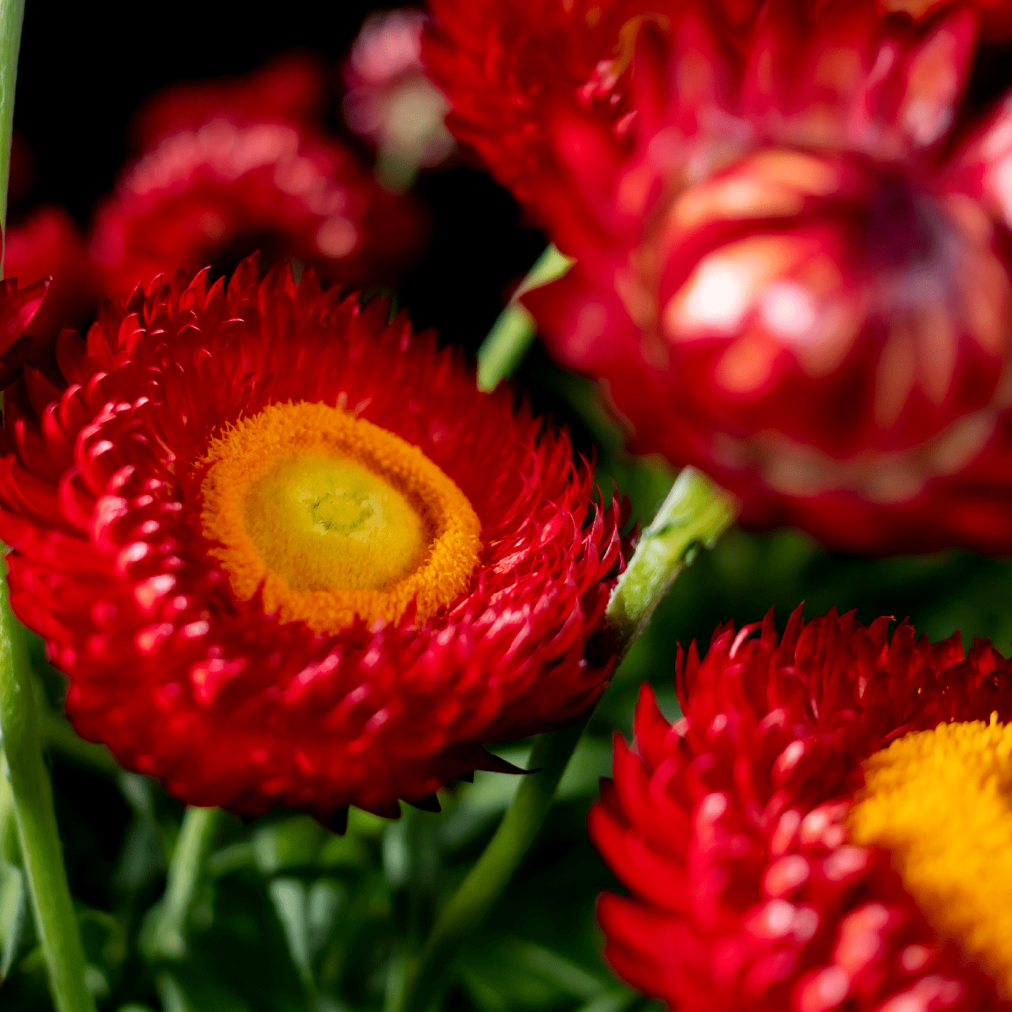 Paper Daisy Dreamtime Jumbo Red Ember (Bracteantha) - Ladybird Nursery