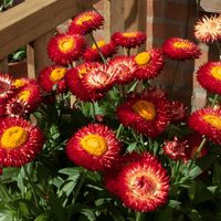 Paper Daisy Dreamtime Jumbo Red Ember (Bracteantha)