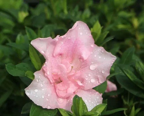 Azalea indica Dreamtime - Ladybird Nursery