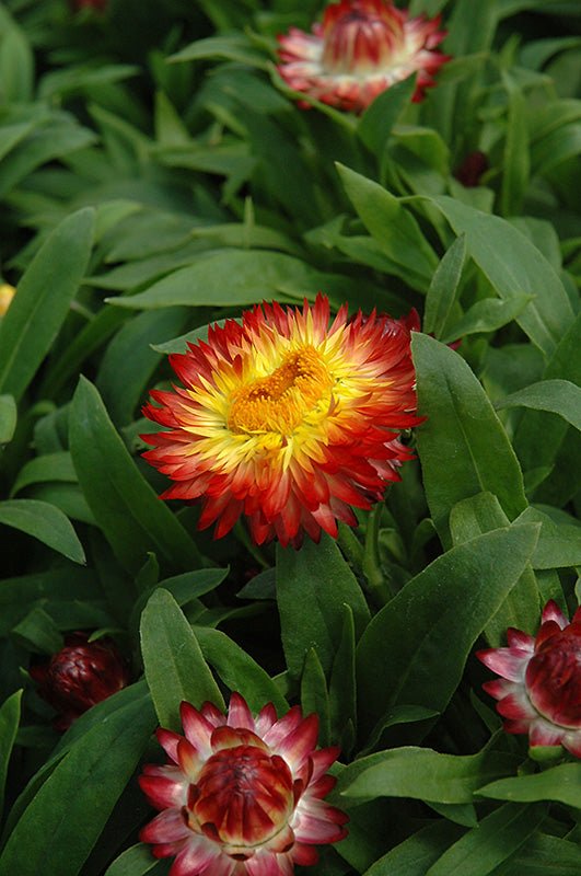 Paper Daisy Dreamtime Jumbo Red Ember (Bracteantha) - Ladybird Nursery