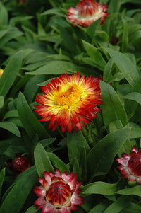 Paper Daisy Dreamtime Jumbo Red Ember (Bracteantha)