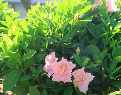Azalea indica Dreamtime