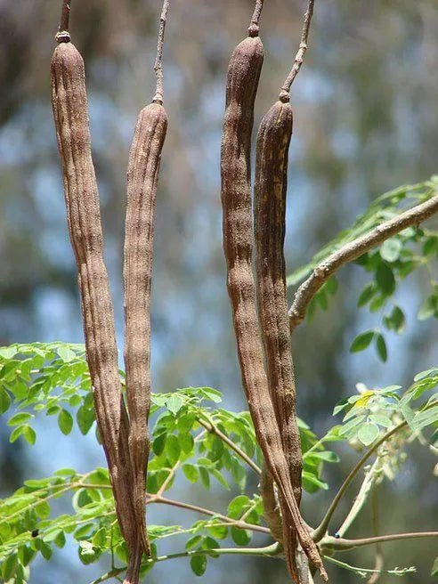 Drumstick Tree (Moringa oleifera) 200mm pot (PICKUP ONLY) - Ladybird Nursery