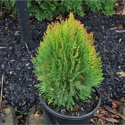 Arborvitae Meldensis (Thuja orientalis) - Ladybird Nursery