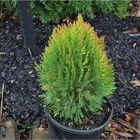 Arborvitae Meldensis (Thuja orientalis)