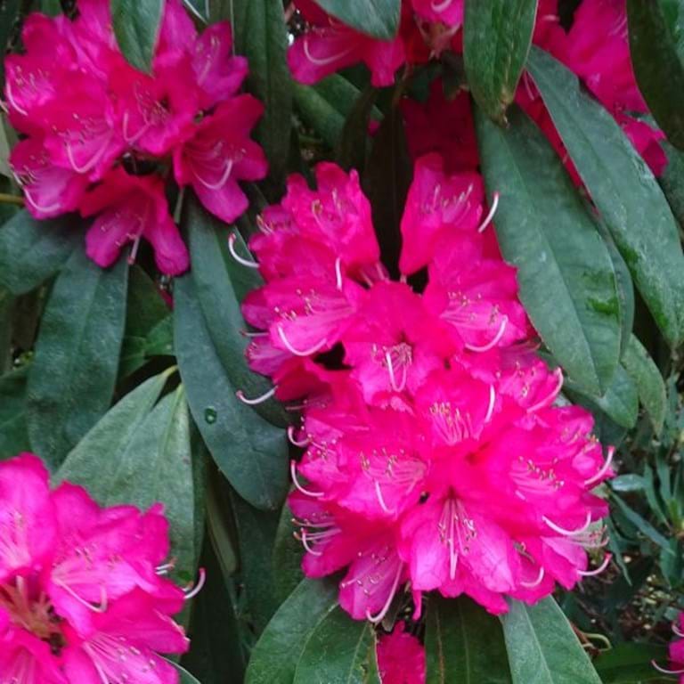 Rhododendron Sir Robert Peel - Ladybird Nursery