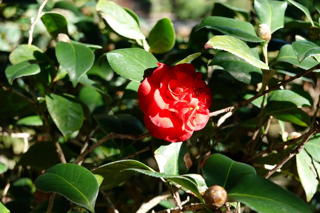 Camellia Emperor of Russia (Camellia Japonica) - Ladybird Nursery