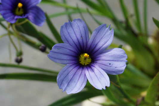 Blue-eyed Devon Grass Skies (Sisyrinchium)