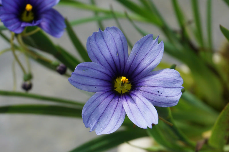 Blue-eyed Devon Grass Skies (Sisyrinchium)