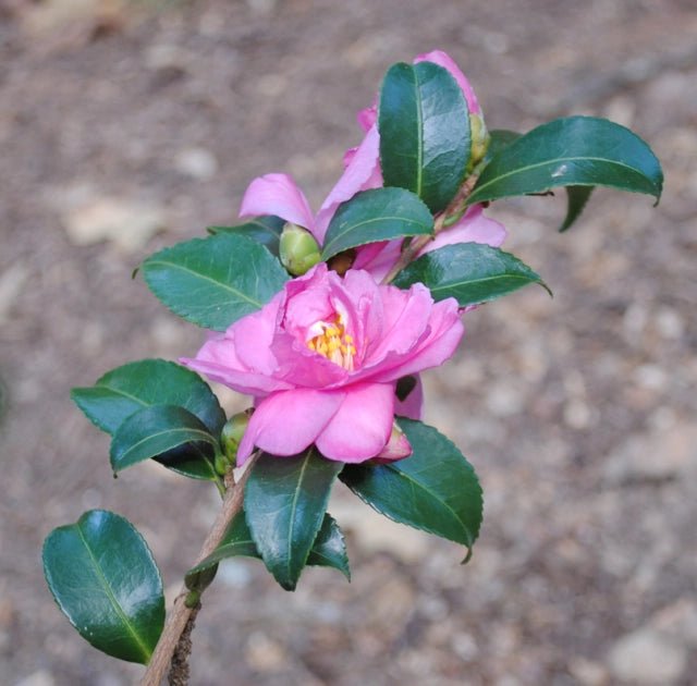 Sasanqua Camellia Sidonnie Megan (Camellia sasanqua) - Ladybird Nursery