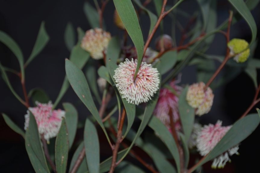 Pincushion Hakea Stockdale Sensation (Hakea laurina)
